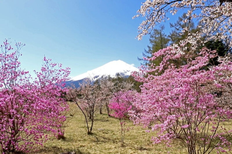 河口湖 創造の森