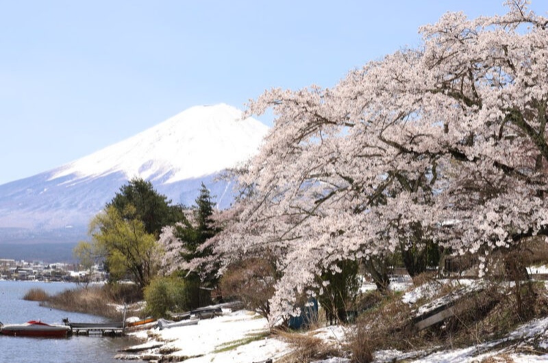 河口湖 長崎公園