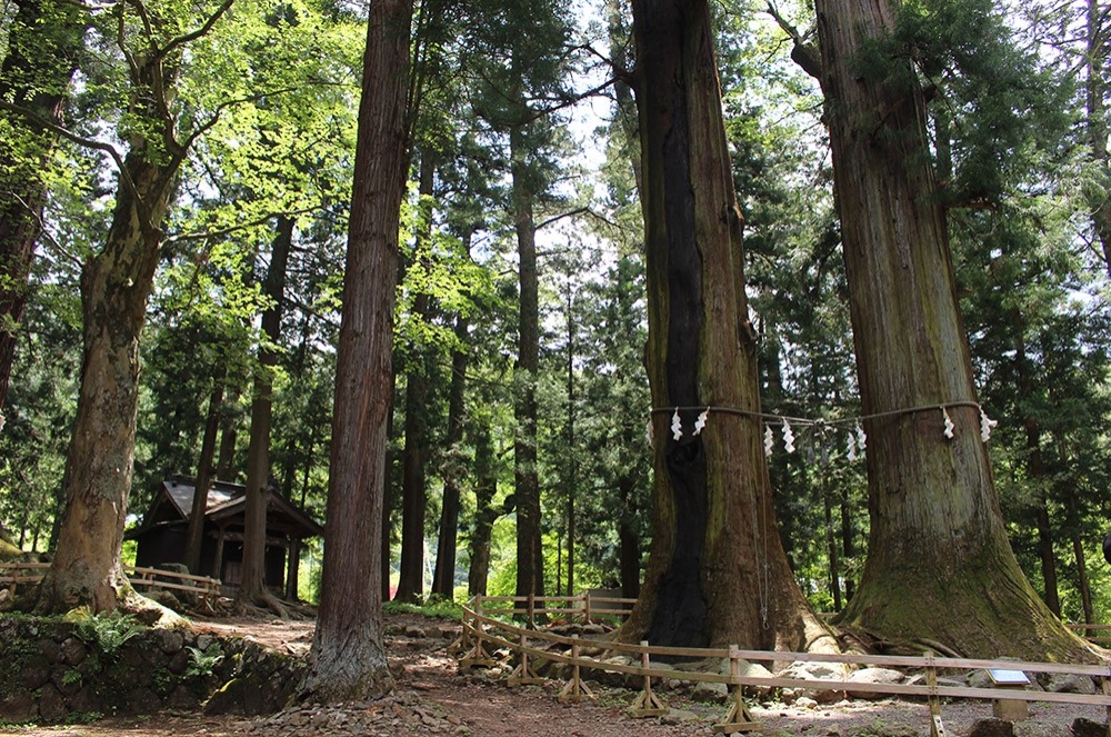 河口浅間神社の七本杉