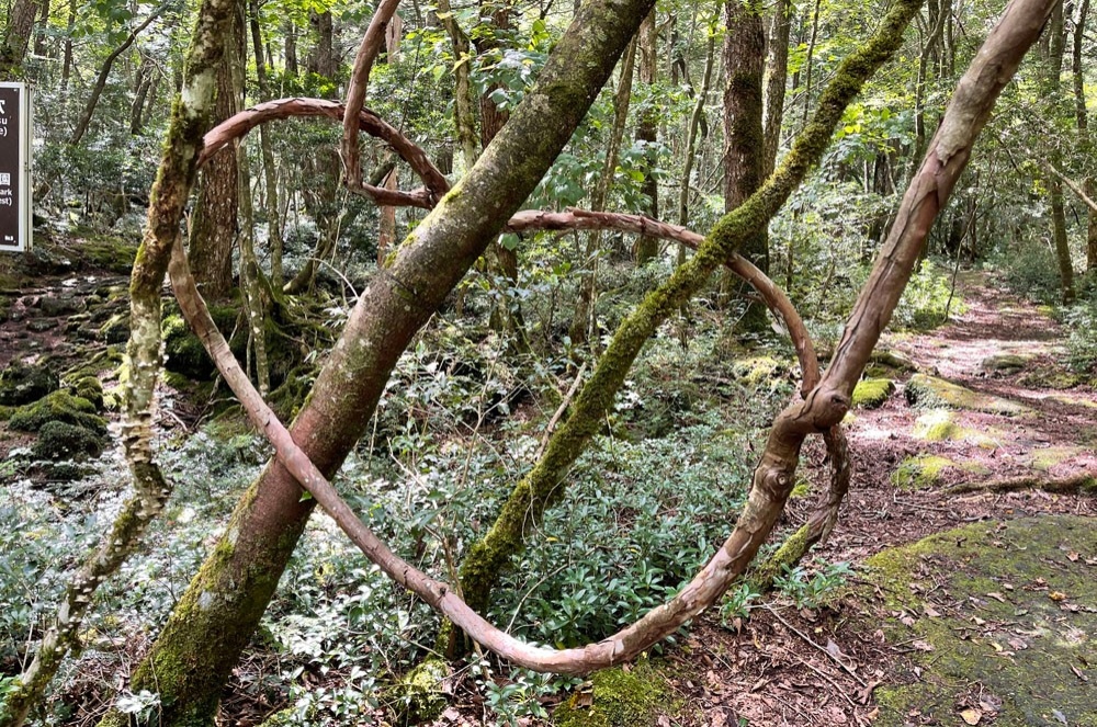 青木ヶ原樹海のハート