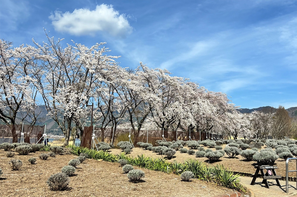 八木崎公園_春桜並木
