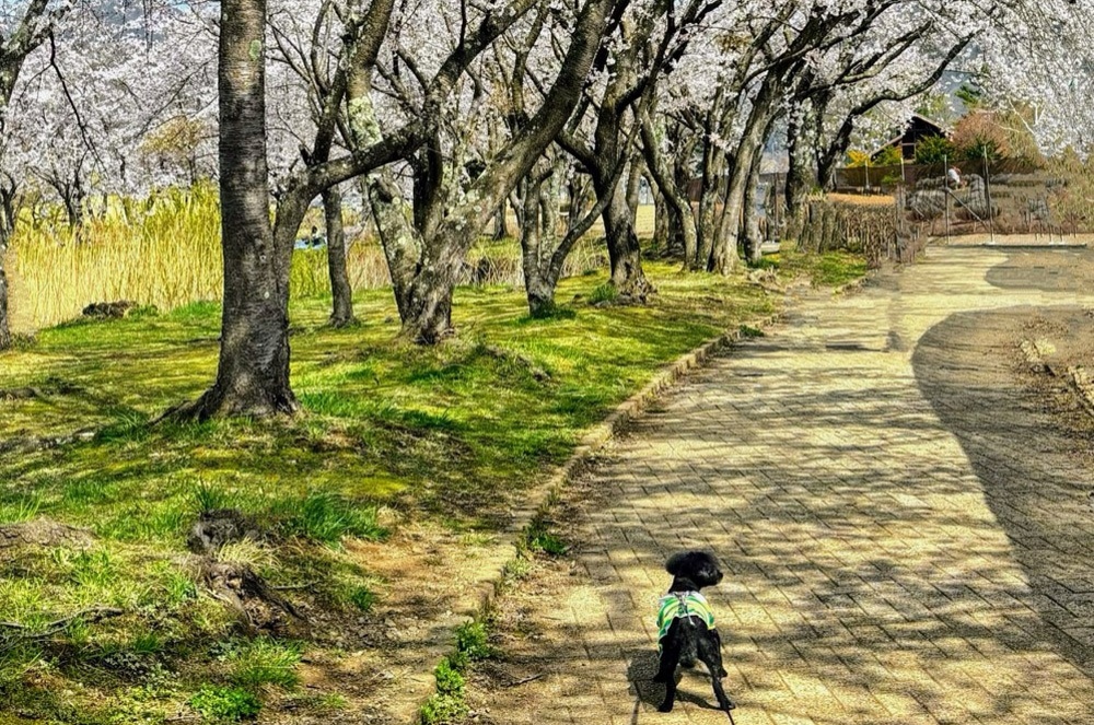 八木崎公園_春